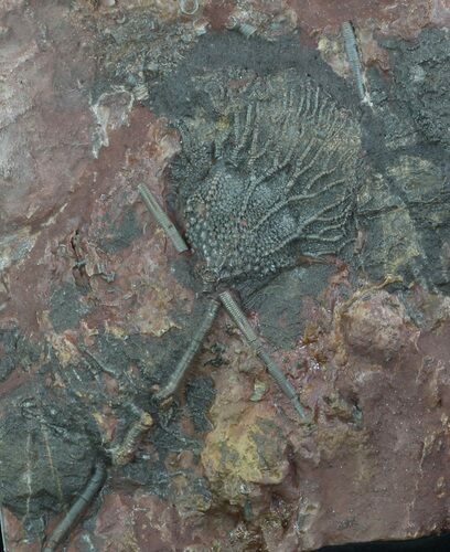 Silurian Fossil Crinoid (Scyphocrinites) Plate - Morocco #89239